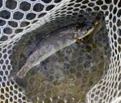 20261023_Res_smolt.jpg 20261023_Res_smolt.jpg