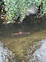 IMG_5732.jpeg
