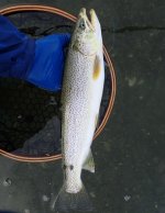 IMG_8991.jpeg