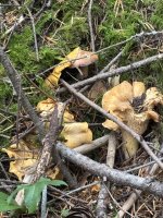 IMG_4740.jpeg