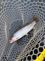 IMG_7410.jpeg