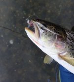 IMG_9053.jpeg