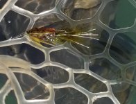 20220524_fly.jpg