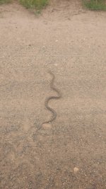 Camble Snake.jpg