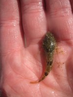 Cottus_aleuticus.jpg Cottus_aleuticus.jpg