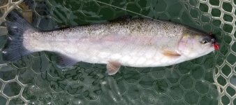20220526_redtail.jpg 20220526_redtail.jpg