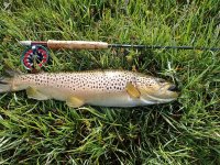My Best Firehole Brown 06.11.2017 copy.jpg My Best Firehole Brown 06.11.2017 copy.jpg
