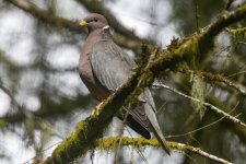 BandtailPigeon2145Trim.jpg