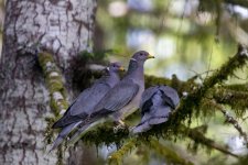BandtailPigeons2164Trim.jpg