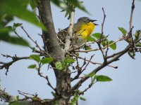 IMG_2609.JPG