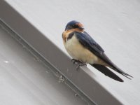 IMG_2598.JPG