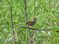 IMG_2586.JPG