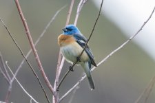 C03LazuiliBunting2219.jpg C03LazuiliBunting2219.jpg