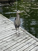 GBH_IMG_1362.jpeg