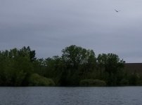20220530_bird.jpg