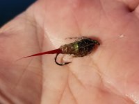 20220602_heathernymph.jpg 20220602_heathernymph.jpg