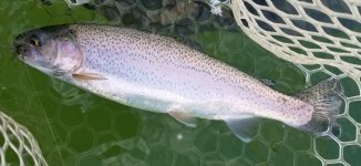 20220602_heatherfish.jpg 20220602_heatherfish.jpg