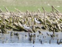 0C9ED3CE-43B4-4639-A328-69020C531DE5.jpeg