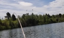 20220603_pelicans.jpg 20220603_pelicans.jpg