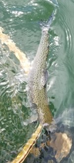 20220604_grizfish.jpg