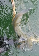 20220604_flashfish.jpg