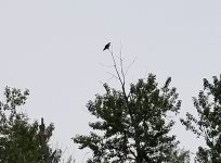 20220604_patiencelywaiting.jpg