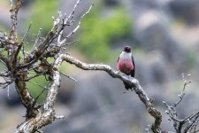 CLewisWoodpecker2482.jpg CLewisWoodpecker2482.jpg