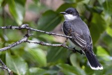 CEasternKingbird2311.jpg CEasternKingbird2311.jpg