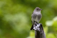 CWesternWoodPewee2518.jpg CWesternWoodPewee2518.jpg