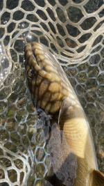 E5B89EDA-337A-4FDF-B504-F939E318ED21.png