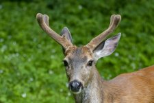 Buck1InVelvet2573Trim.jpg
