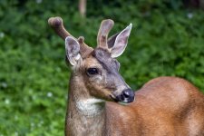 Buck2InVelvet2584Trim.jpg