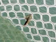 20220609_treadandwire.jpg 20220609_treadandwire.jpg