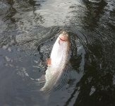 Fish1.jpg Fish1.jpg