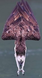 450F4FA0-CE52-4BDF-A136-16AA3E486990.jpeg 450F4FA0-CE52-4BDF-A136-16AA3E486990.jpeg