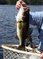 bass (2).jpg