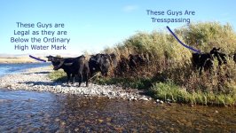 Tresspasing Cows.jpg Tresspasing Cows.jpg