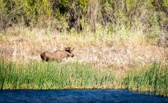 MOOSE.jpg MOOSE.jpg