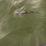 20220619_204225.gif