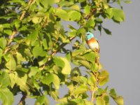 IMG_2798.JPG