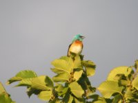 IMG_2800.JPG