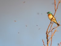 IMG_2802.JPG