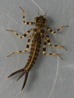 argia 1.jpg