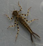 argia 2.jpg