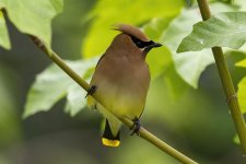 B10CedarWaxwing.jpg B10CedarWaxwing.jpg