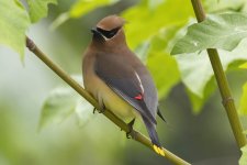 B11CedarWaxwing2722.jpg B11CedarWaxwing2722.jpg