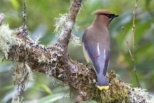 B12CedarWaxwing.jpg B12CedarWaxwing.jpg