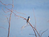 IMG_2948.JPG