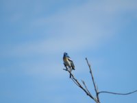 IMG_2946.JPG