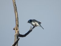 IMG_2941.JPG